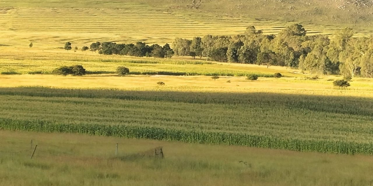 Gcingca farm